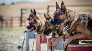 This veteran-owned company trains some of the best protection dogs in the world